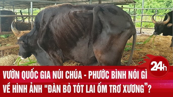 Image hình ảnh hình ảnh hình ảnh hình ảnh hình ảnh hình ảnh hình ảnh hình ảnh Thanh Đạo Võ Văn - Vườn Quốc gia Núi Chúa - Phước Bình nói gì về hình ảnh 