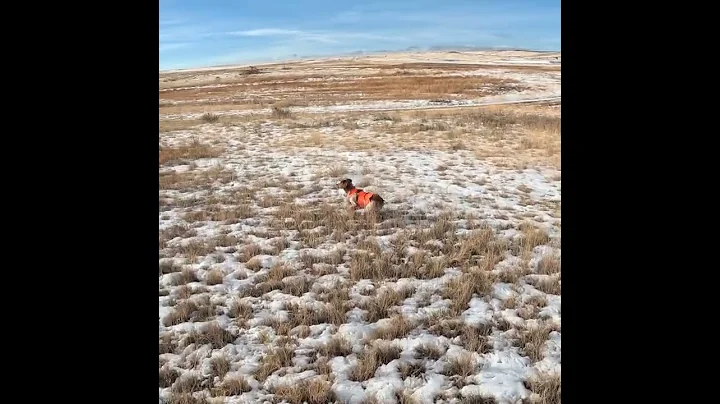Colorado Pheasant Hunting 23es4