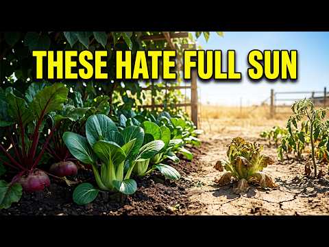 10 Vegetables That Thrive In Shade Without Sun