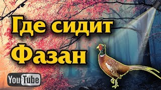 Где сидит фазан. Места обитания фазана.