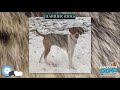 Harrier dog 🐶🐾 Everything Dog Breeds 🐾🐶 の動画、YouTube動画。