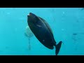 Scuba diving in the maldives with werner lau diving centre filitheyo february 2024