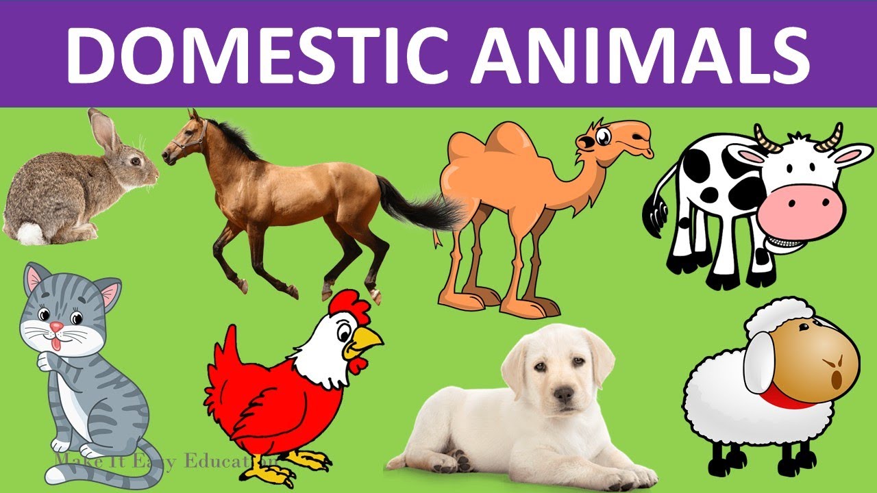 DOMESTIC ANIMALS || PET ANIMALS || FARM ANIMALS || CARE FOR ...