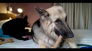 Funny Dog Videos With Voices | German Shepherd & CameraBaba