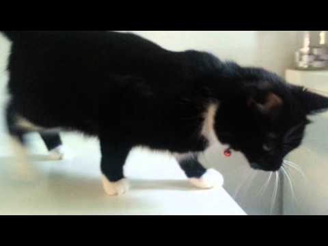 Video: MIAU! Hot malli rakastaa adorable kissaansa