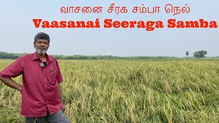 வாசனை சீரக சம்பா நெல் - Vaasanai Seeraga Samba