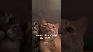 Beyimaan? shorts viral 2023 trending  youtubeshorts ytshort funny shortvideo cat catlover