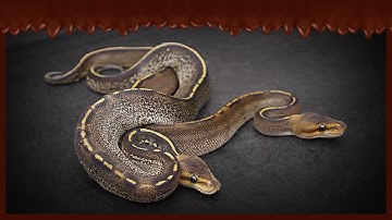 New CHOCOLATE Ball Pythons!