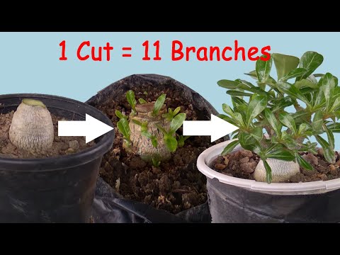 How to Grow Multiple Branches in Adenium Seedlings || 3 Tips