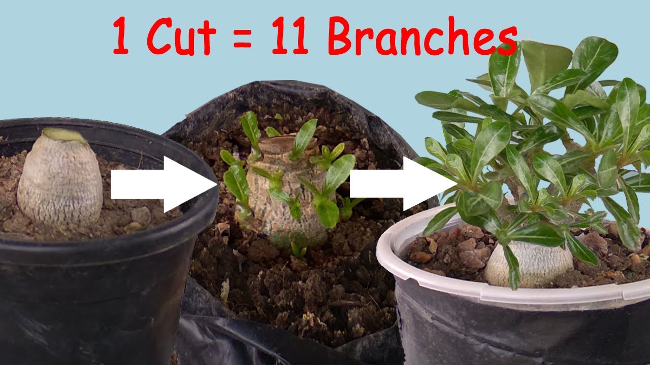 How To Grow Multiple Branches In Adenium Seedlings || 3 Tips