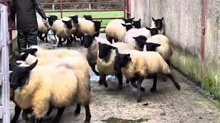 Tanat Valley Prince Lot 26 Skipton Online Sheepdog Sale 24Th November 2025