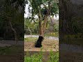bear #funny moments # climbing on the tree