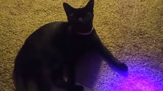 crow really doesnt like when I turn the laser pointer off