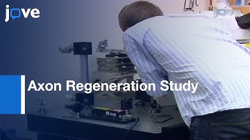 Low-budget Laser Axotomy System Construction To Study C. elegans
