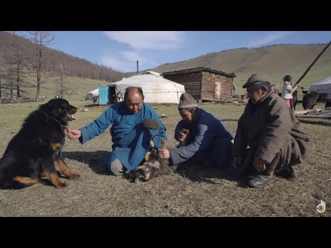 Видео: Первый друг человека | Полный документальный фильм