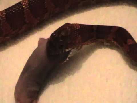 video phone beyonce mp3 Retribution 1st feedWith Me 06th December 2011