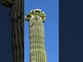 Saguaro Cactus Flowers May 2023