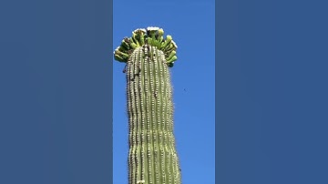 Thumbnail of Saguaro Cactus Flowers May 2023