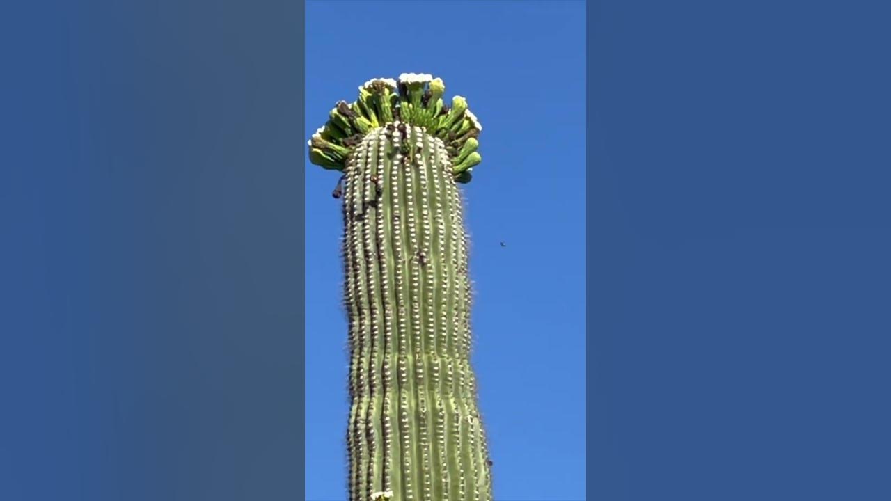 Saguaro Cactus Flowers May 2023