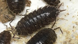 Porcellio Laevis From The Sonoran Desert