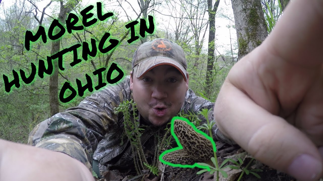 MOREL mushroom HUNTING in Ohio ( awesome day ) YouTube