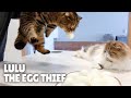 Can I Trust My Cats with Eggs? | Kittisaurus