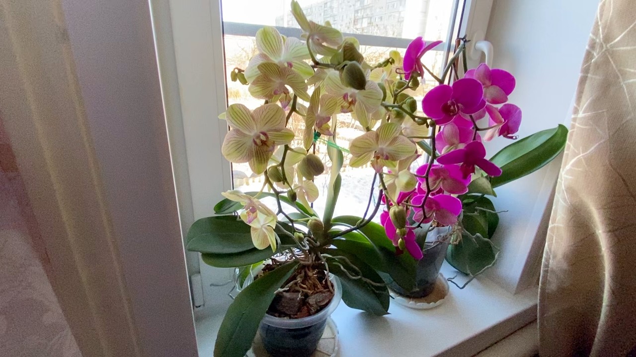 орхидеи на северных окнах БЕЗ ДОСВЕТКИ по СОРОК цветов на цветоносах : ПРОСТОЙ уход за орхидеями