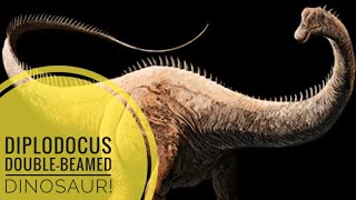 Diplodocus Double beamed dinosaur Description