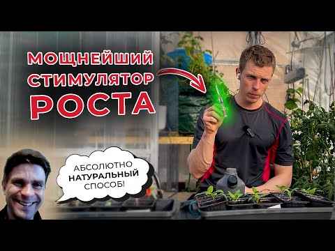 Мощнейший натуральный стимулятор роста для рассады . Рассада вмиг станет толстой и ярко-зеленой.