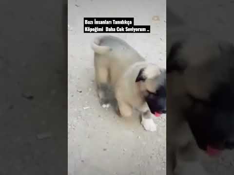 Bazı İnsanları Tanıdıkça Köpeğimi Daha Çok Seviyorum..#short #shorts #shorst