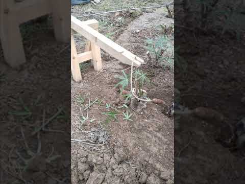 Video: Bahçede Yenilebilir Taro Yetiştirme - Taro Köklerini Hasat Etme İpuçları