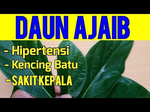Cara Buat Jus Alpukat Untuk Darah Tinggi