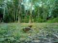 terkukur jementah.mp4