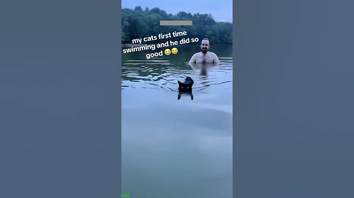 Watch the video about Funniest Cat 😻 Kitten meowing 😾 # Ep 7228