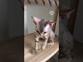 ご家族様募集中! 2023年7月23日生まれ #デボンレックス #devonrex #德文卷毛猫 #ご家族募集中 #デボンレックスブリーダー #shorts #emeraldspirit #子猫 #猫