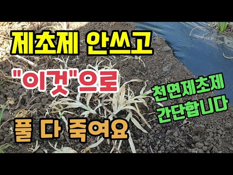 제초제 없이 "이것"으로 풀 다 죽여요 잡초제거방법 친환경천연제초제 만드는 방법 텃밭농사 배추농사 대파농사