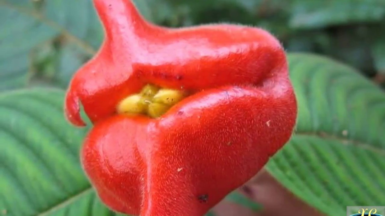 display08 50 Pcs Blazing Red Lips Flower Seeds Psychotria Elata Flower Garden Plant