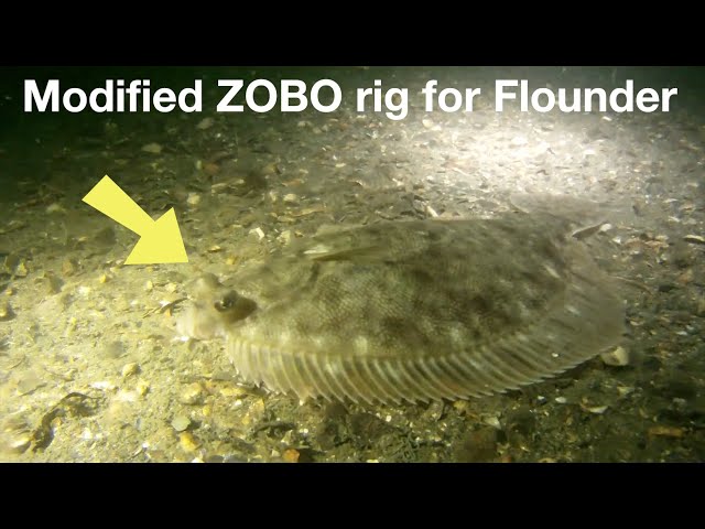 How to tie modified Zobo rig for Flounder 