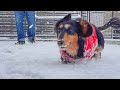 初雪が降ったのでお庭で遊んだら愛犬のテンションが高すぎたw【ダックスフンド】