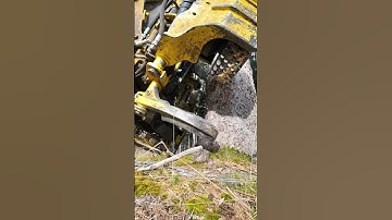 Work Hack: Felling a Massive Tree in the Perfect Direction 🌲🎯