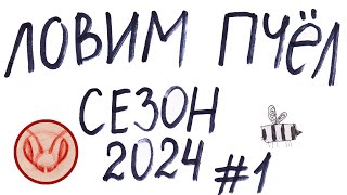 Ловим пчёл. Сезон 2024 Ролик #1. Ловушки на рои из ППС.