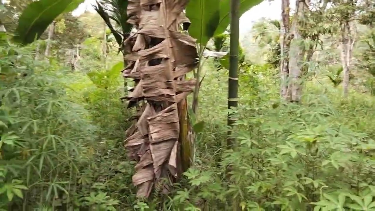 Pisang kepok kurang lebih 500 batang