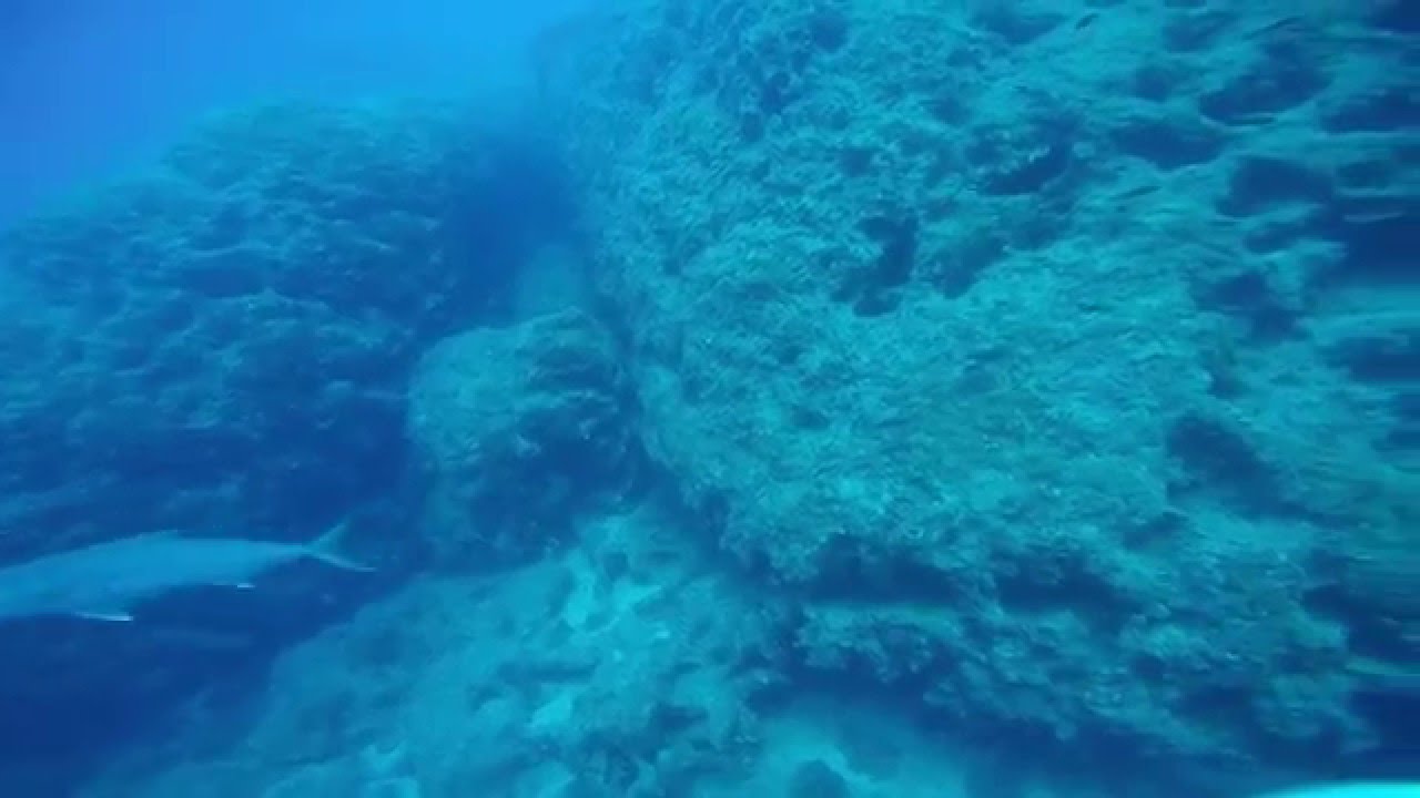 Diving with Jack fish in Fethiye / Turkey