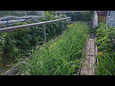 Сибирь.Огородный Vlog 🏡.