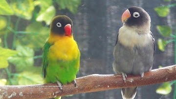 Lovebird Singing and Chirping Sounds - The Duo Personata