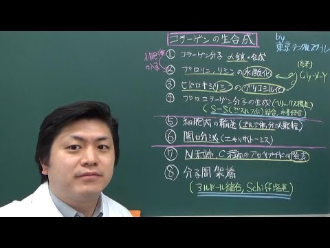 コラーゲンの生合成　３分で分かる生化学