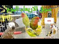 EXCLUSIVE! اخبار الحسون الجان مع فريد اليوم في سوق الاربعاء مع مختلف الطيور و المقنين تاع GTI