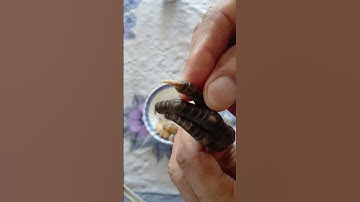 Saib taw qaib ua plaub ntug.