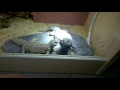 Uromastyx Ornatas ( 24-05-2016 )