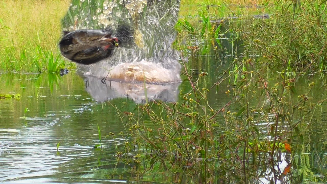 MELEDAK !! CASTING IKAN GABUS BERTEMU BANYAK INDUK MENGGIRING BEONGAN #AS-238